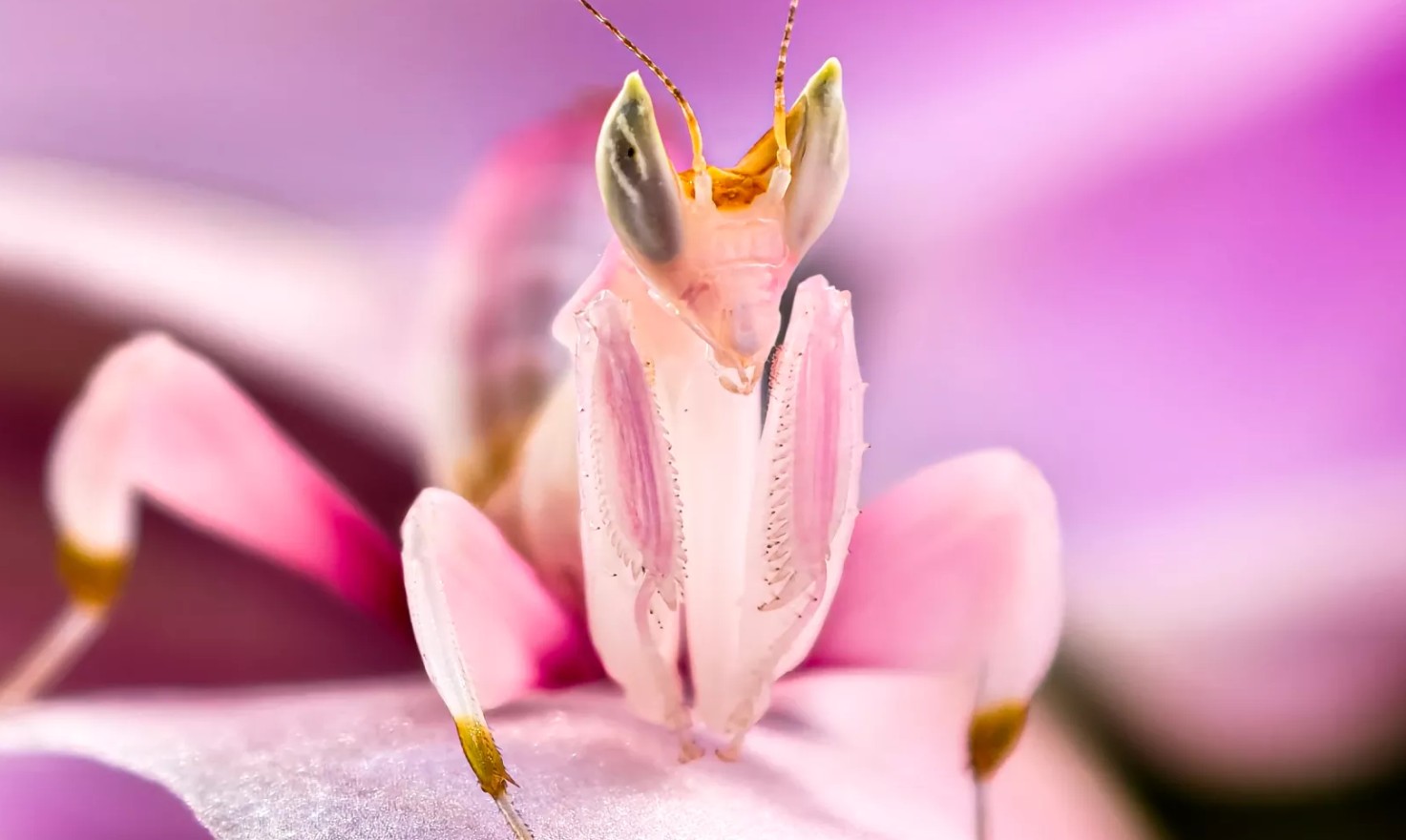 New_Vivo_X200_Pro_5G_20x_zoom_macro_camera_sold_by_Technomobi
