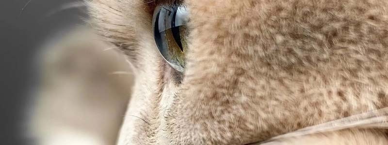 Oukitel_WP35_5G_Rugged_Smartphone_256GB_Dual_SIM_sold_by_Technomobi_1